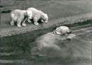 Kolmården wildlife park - Vintage Photograph