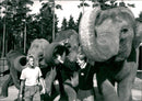 Kolmården wildlife park - Vintage Photograph
