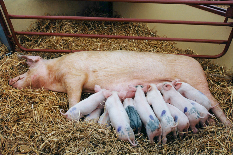 Pigs - Vintage Photograph