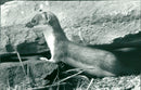 1980 REAL ANIMAL HERMELIN BENG ACPER BELCLE TEL DAILED ENGLI - Vintage Photograph