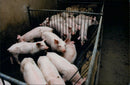 Pigs - Vintage Photograph