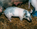 Pigs - Vintage Photograph