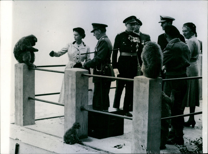 Apes perch everywhere as Queen Elizabeth and the Duke of Edinburgh visit them today on their terrace home after driving 600 feet up the Gibralatar Rock's side - Vintage Photograph