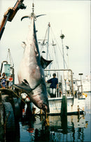Animals Fish: Sharks - Vintage Photograph