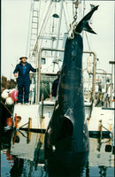 Animals Fish: Sharks - Vintage Photograph
