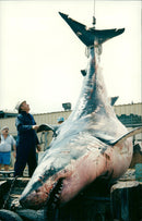 Animals Fish: Sharks - Vintage Photograph