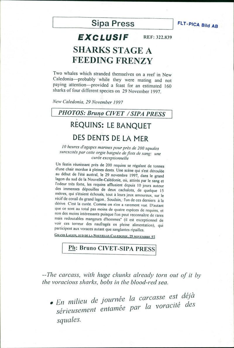 Animals Fish: Sharks - Vintage Photograph