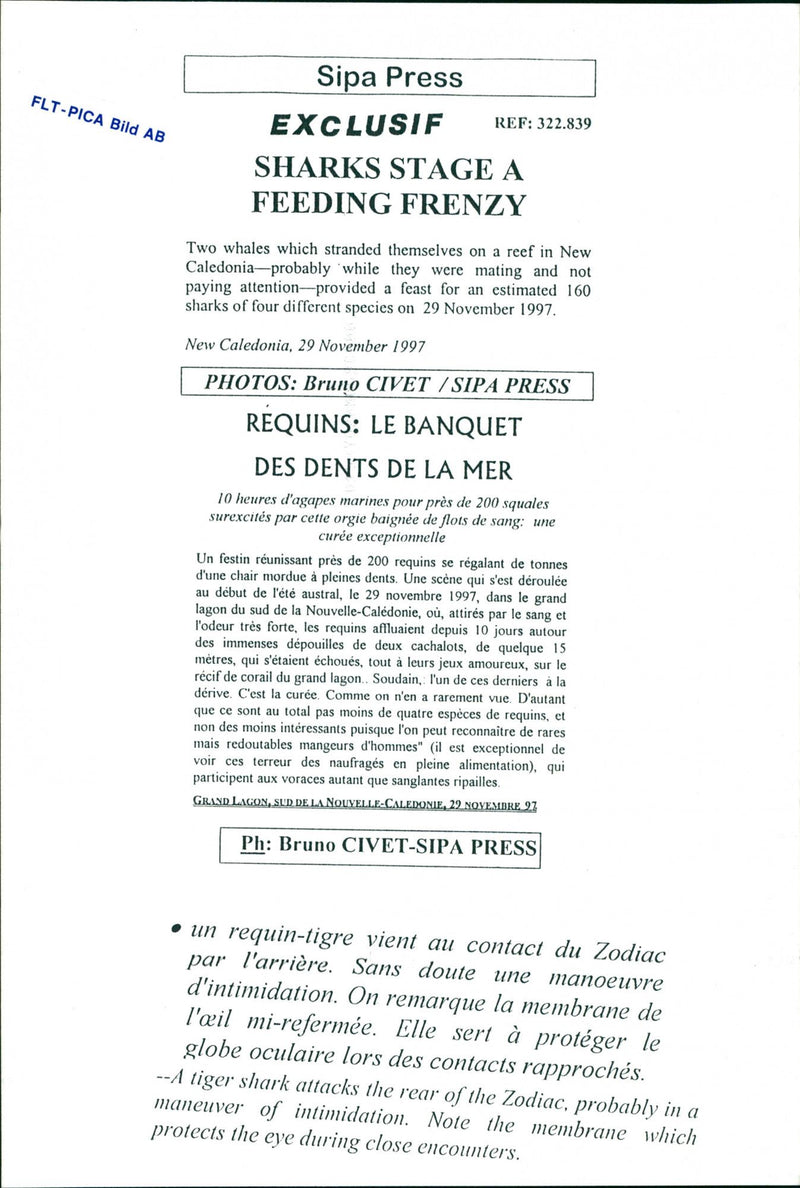 Animals Fish: Sharks - Vintage Photograph