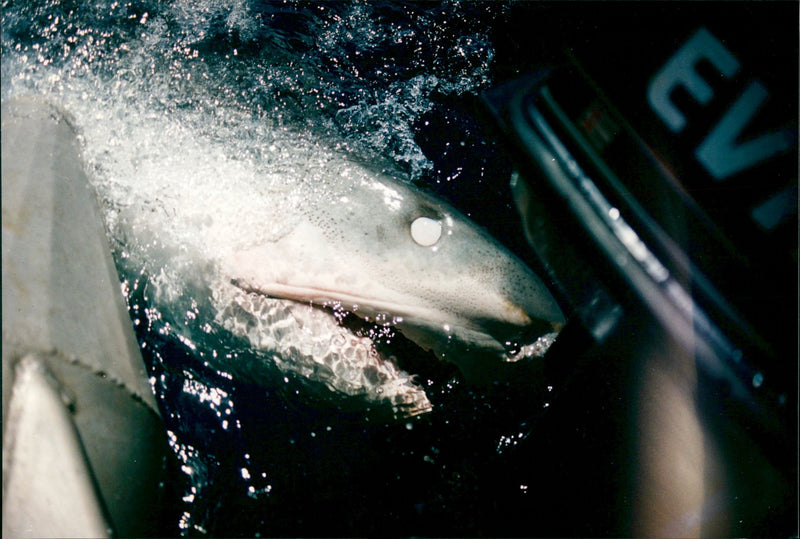 Animals Fish: Sharks - Vintage Photograph