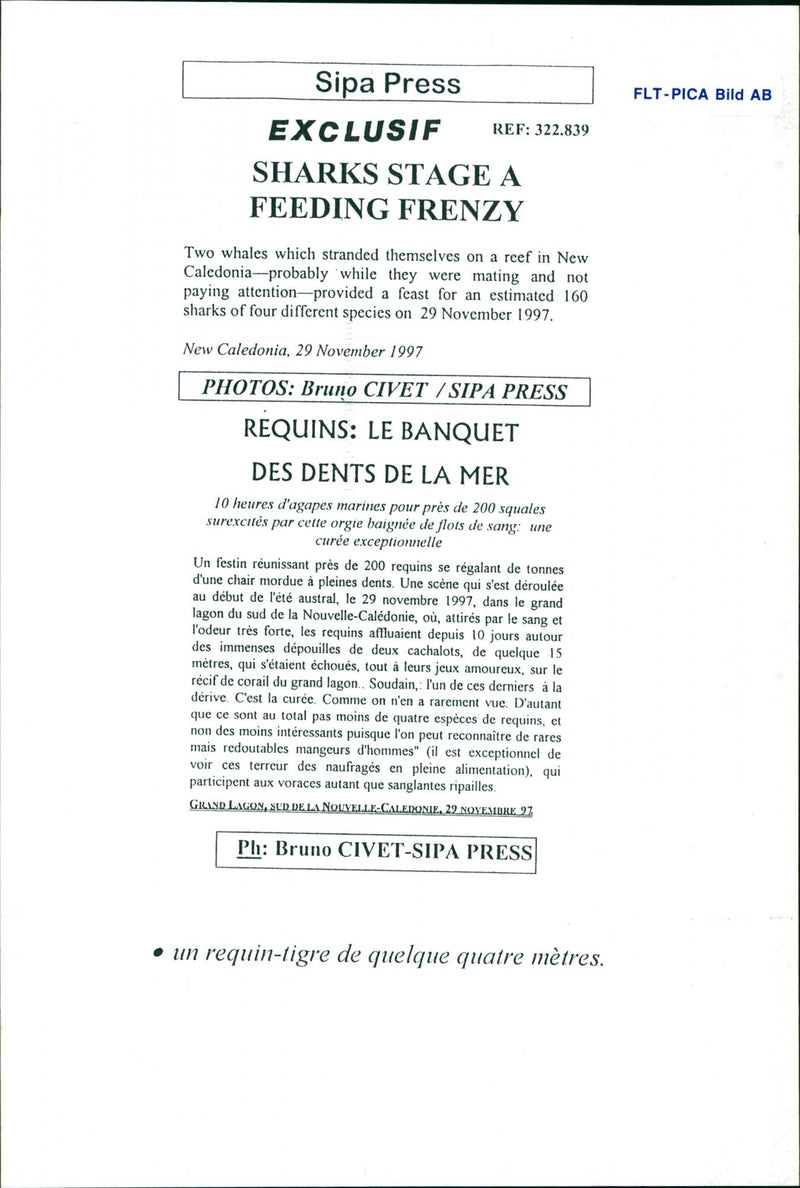 Animals Fish: Sharks - Vintage Photograph