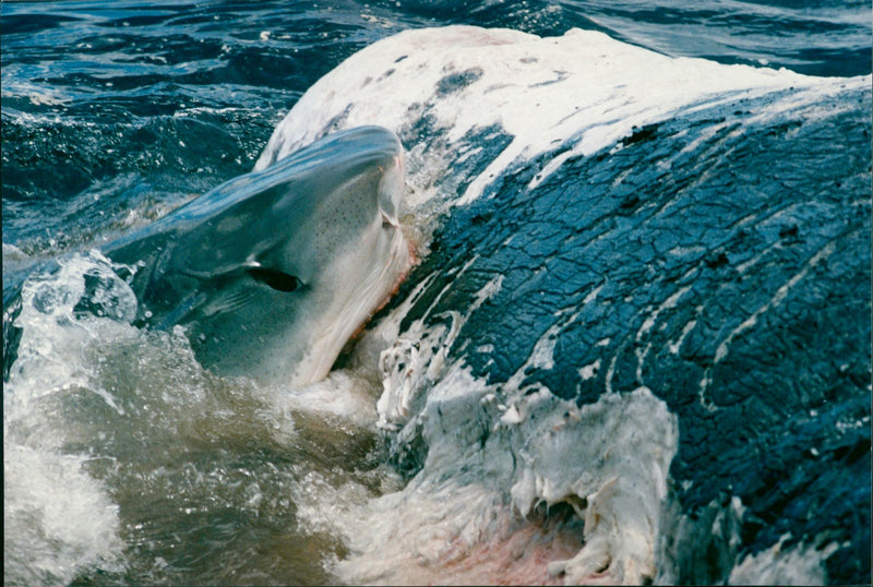 Animals Fish: Sharks - Vintage Photograph