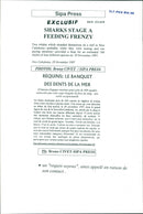 Animals Fish: Sharks - Vintage Photograph