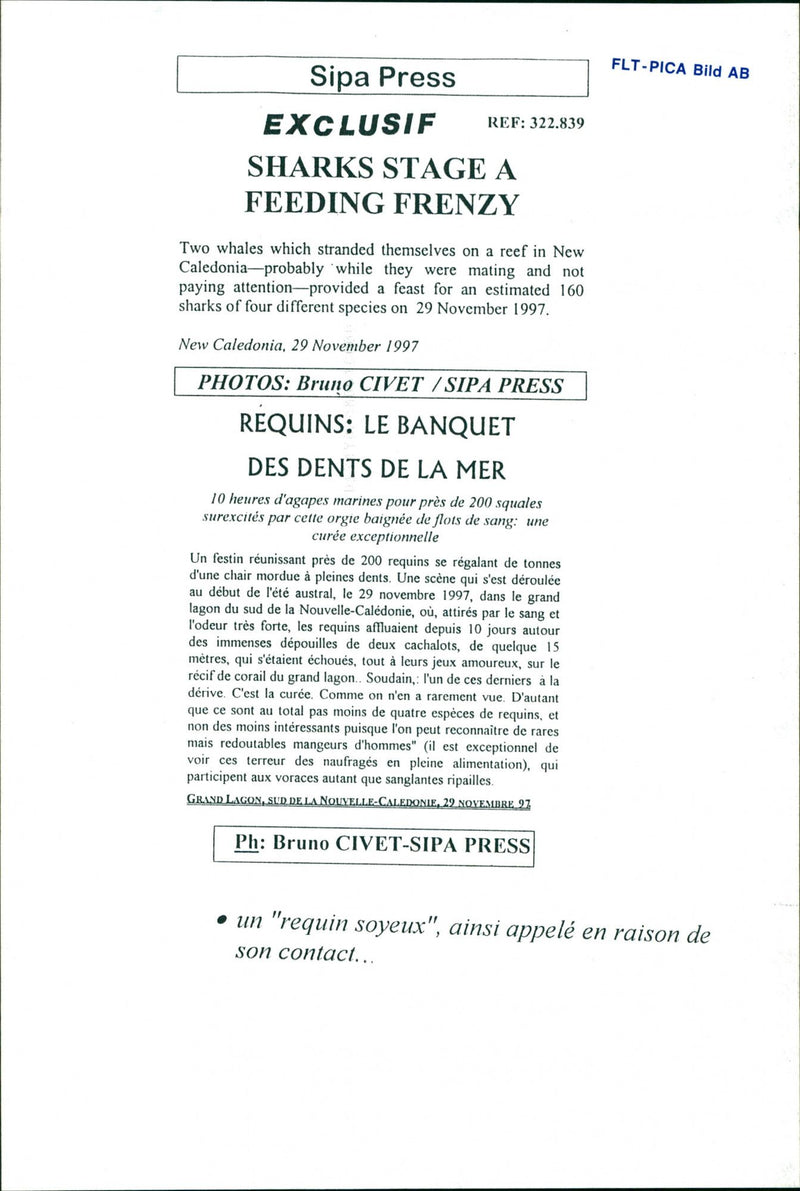 Animals Fish: Sharks - Vintage Photograph