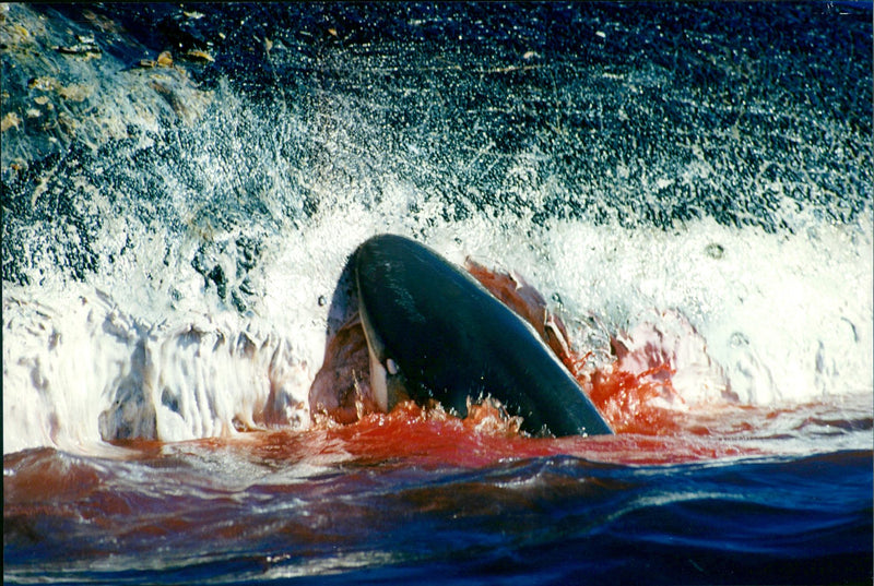 Animals Fish: Sharks - Vintage Photograph