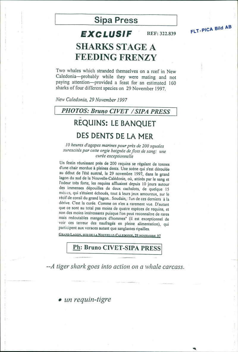 Animals Fish: Sharks - Vintage Photograph