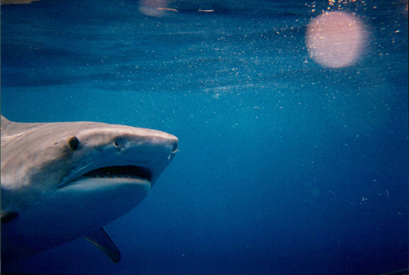 Animals Fish: Sharks - Vintage Photograph