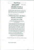 Animals Fish: Sharks - Vintage Photograph