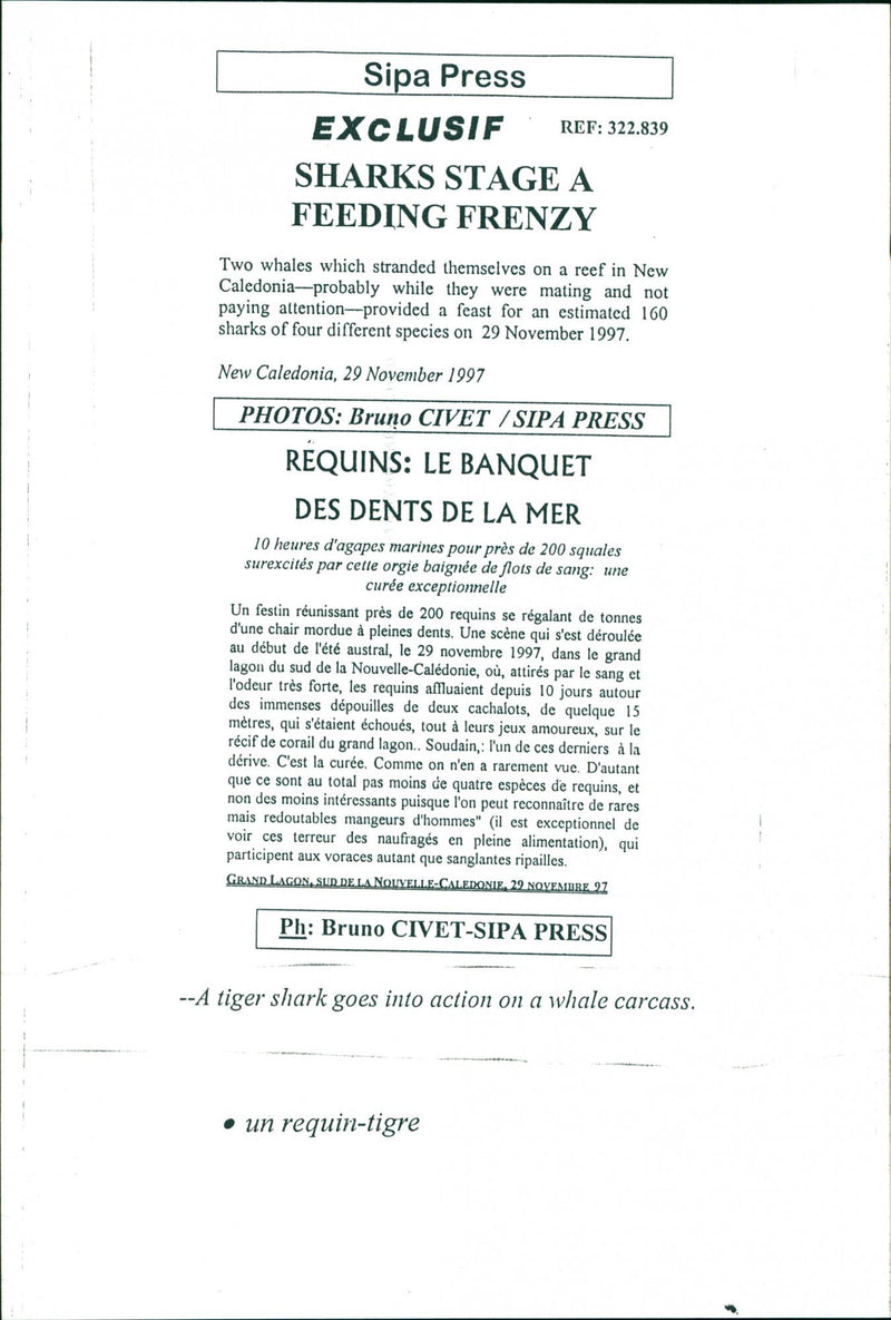 Animals Fish: Sharks - Vintage Photograph