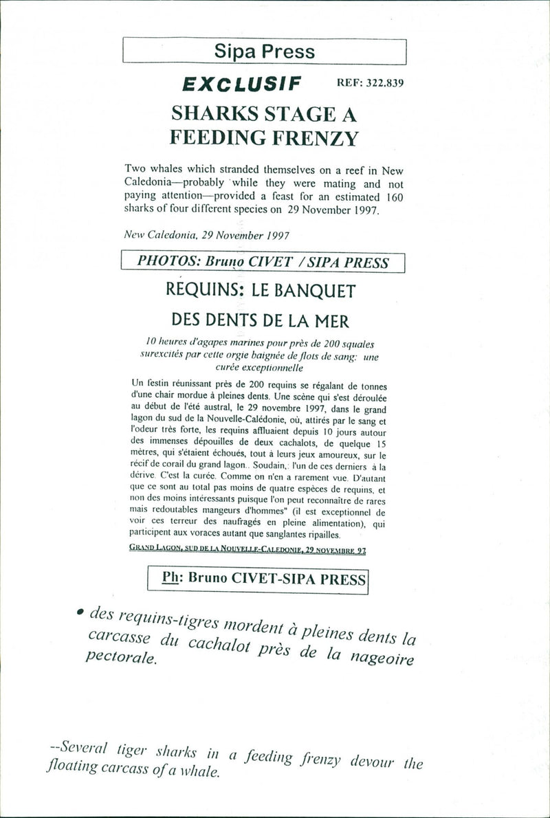 Animals Fish: Sharks - Vintage Photograph