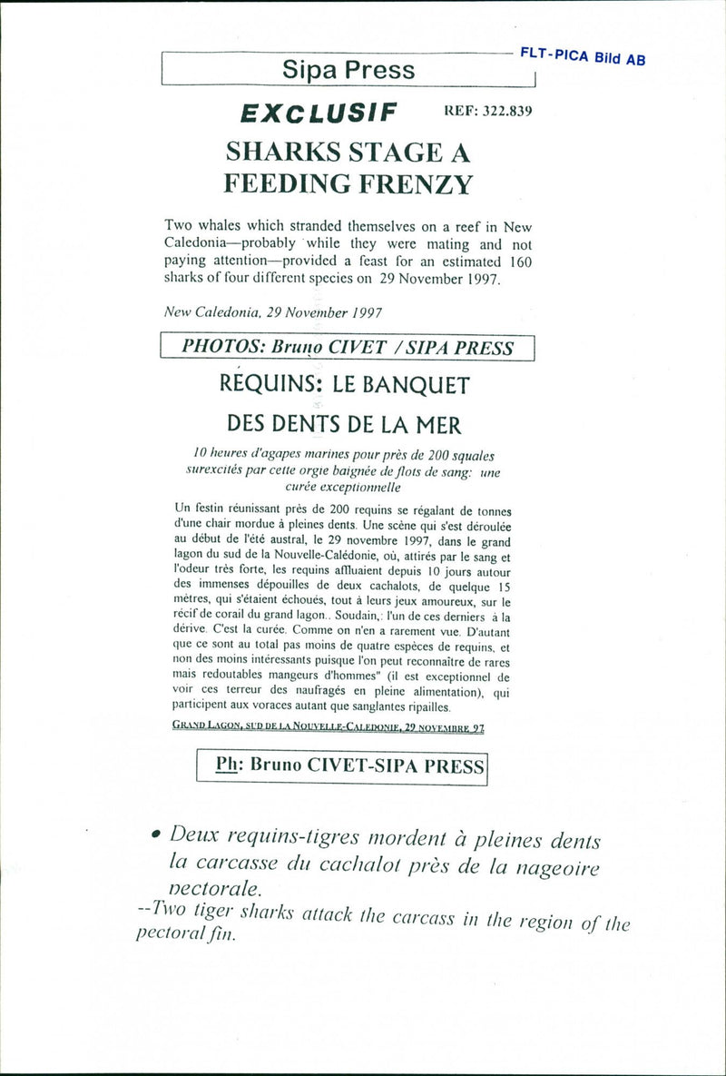 Animals Fish: Sharks - Vintage Photograph