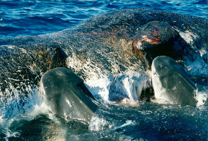 Animals Fish: Sharks - Vintage Photograph