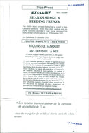 Animals Fish: Sharks - Vintage Photograph