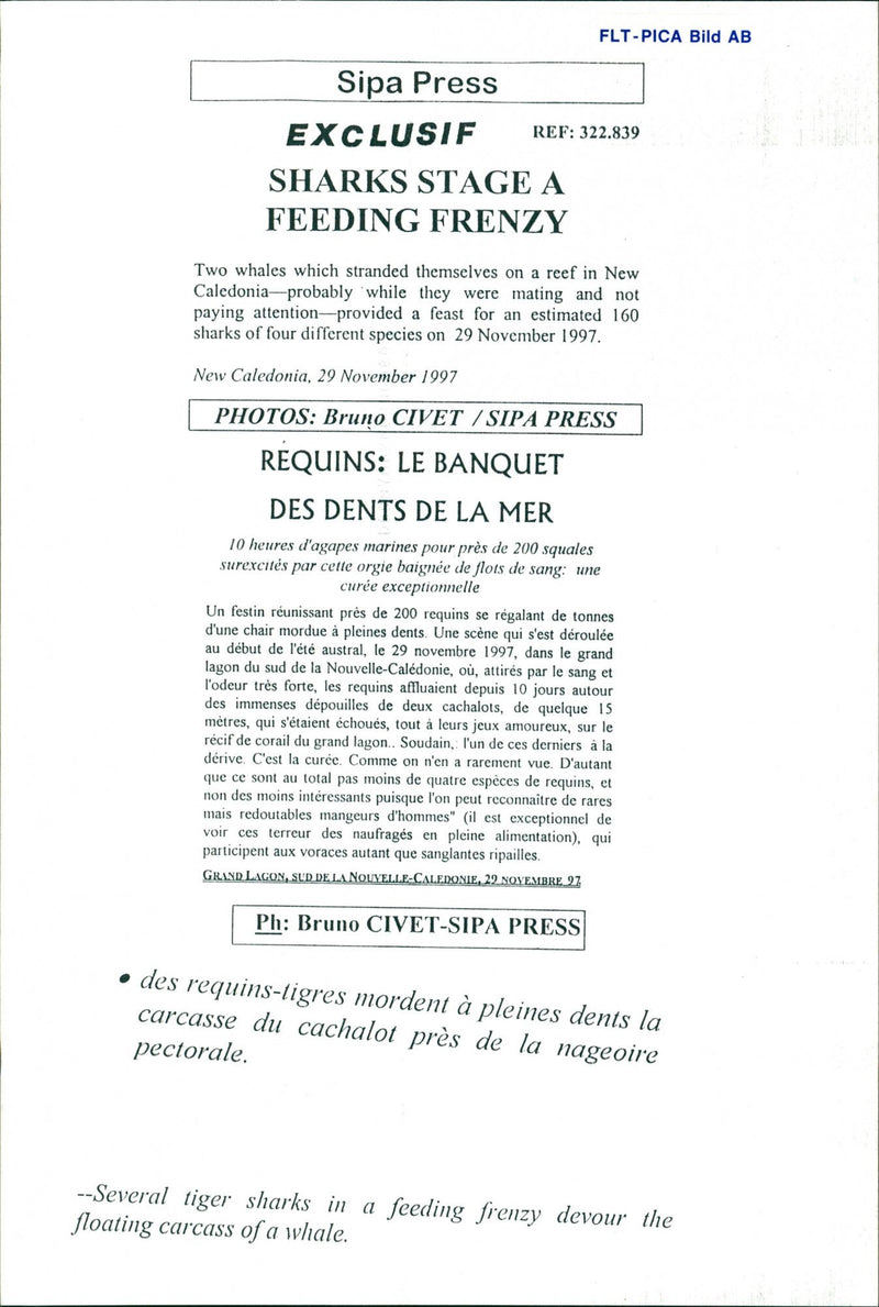 Animals Fish: Sharks - Vintage Photograph