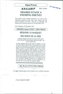 Animals Fish: Sharks - Vintage Photograph