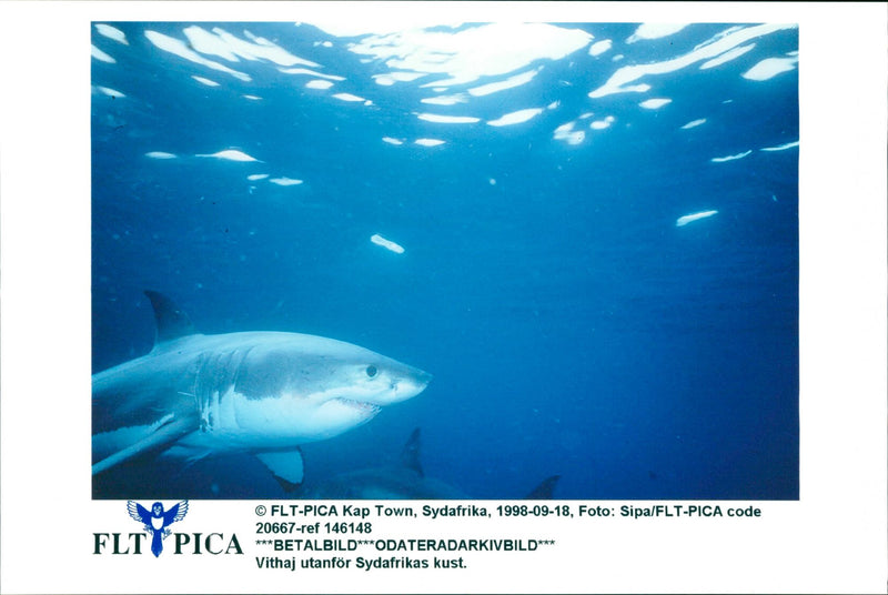 Animals Fish: Sharks - Vintage Photograph