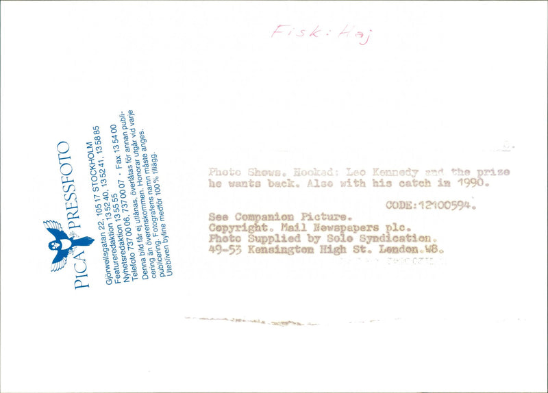 Animals Fish: Sharks - Vintage Photograph