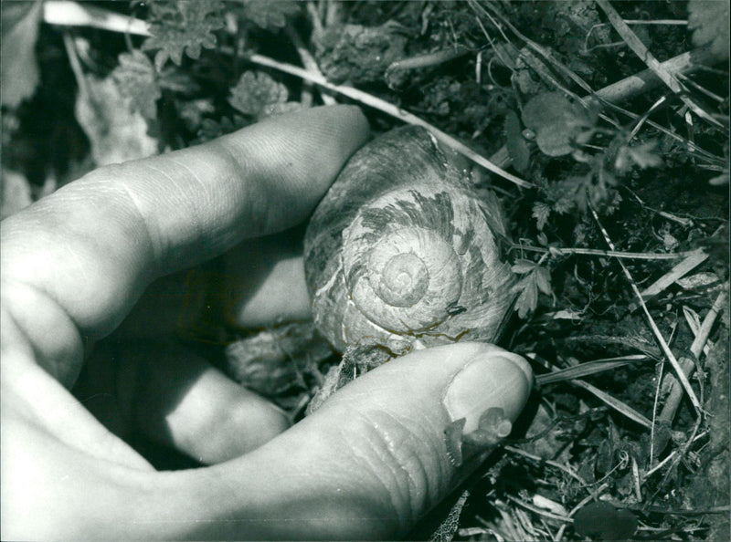 SNACKS NYGREN SNAILS AZA REAL ANIMAL INF LENNART - Vintage Photograph