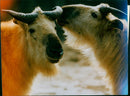Takin is one of China's Rare Wild Animals. - Vintage Photograph
