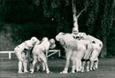 American Football - Vintage Photograph