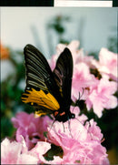 1990 ANIMALS HER VEN ARARE CHAINS TERRESTRIAL USED DISPLAY CHINA - Vintage Photograph