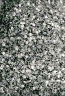 ANIMALS PRAY - Vintage Photograph