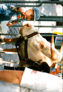 TOWN DESK ANIMALS PHOTOGRALILAYENS IMAGE ACTION DELIVE - Vintage Photograph