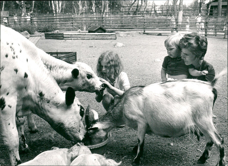 PER MUCH PLANTATIONS HOT YOUNG APPRECIATED GAVLE CENTURY ANIMAL VERY REALL - Vintage Photograph