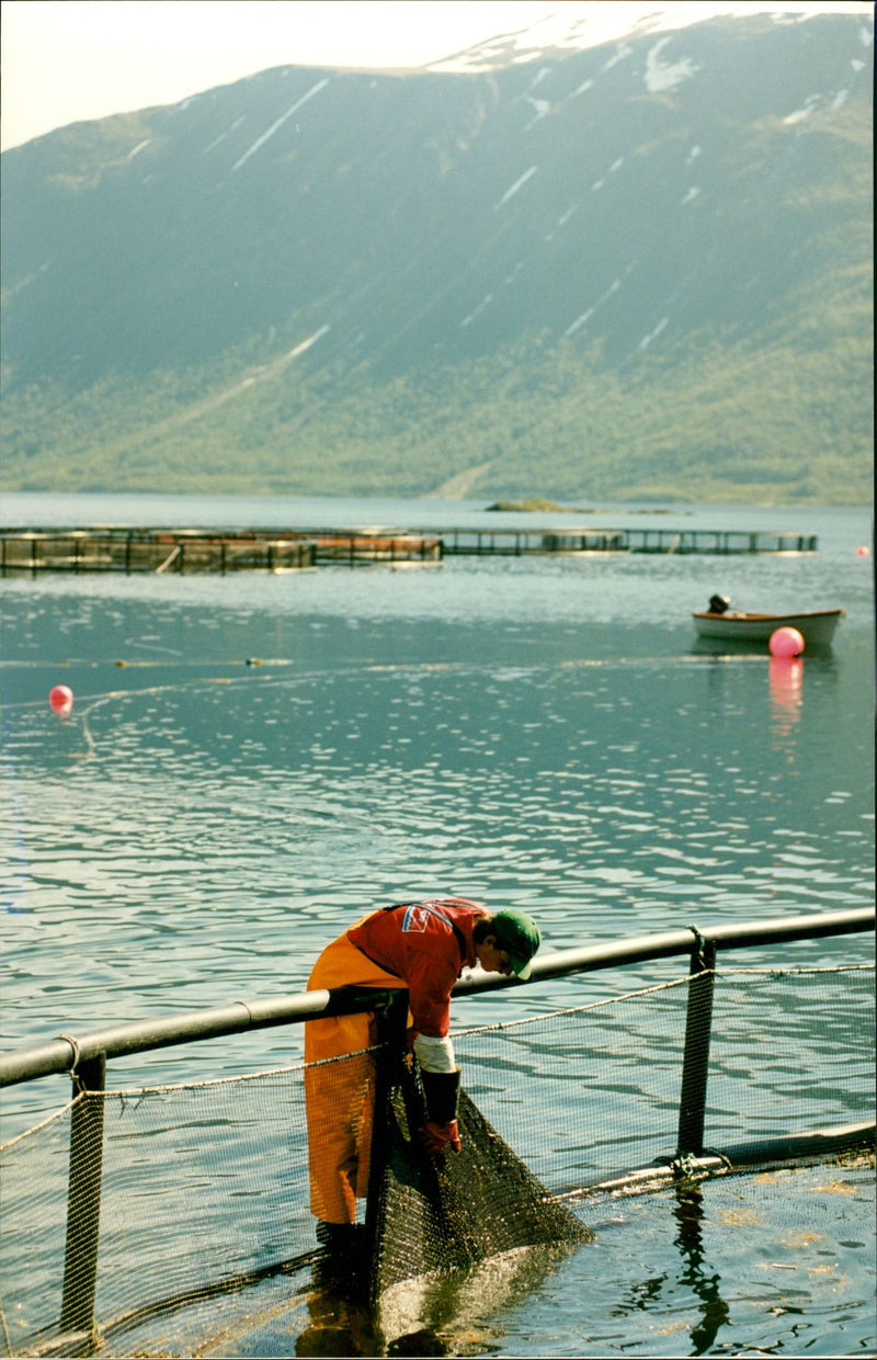 Lofoten, Martimussen Fishing farm. - Vintage Photograph