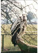 CLOAKES GAR BUT HELPING ANIMALS BIRD INSIDE COUPLE PEG ANDY WHITE APPEARS - Vintage Photograph