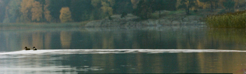 Birds: Mallard - Vintage Photograph