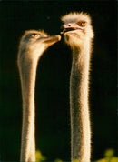 CONFIDENTAL ANIMALS CONFIDENTIAL INDEPENDENT NYGREN LENNART SWEDEN KEYSTONE - Vintage Photograph