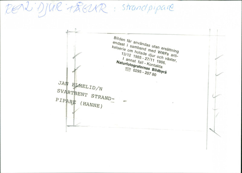 1985 STRAND ANIMALS PIPARE IMAGE ONLY ANIMAL HANNE BEACH NATURE AND PIPER BILDB - Vintage Photograph