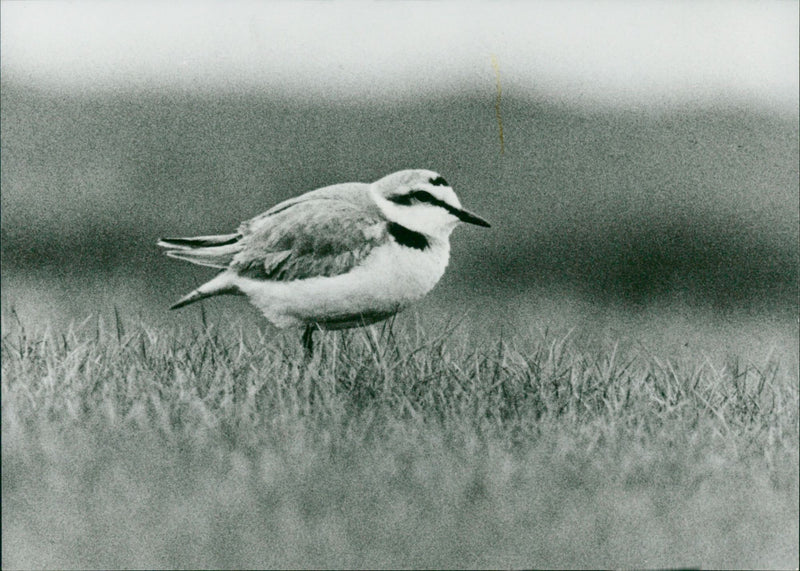 1985 STRAND ANIMALS PIPARE IMAGE ONLY ANIMAL HANNE BEACH NATURE AND PIPER BILDB - Vintage Photograph