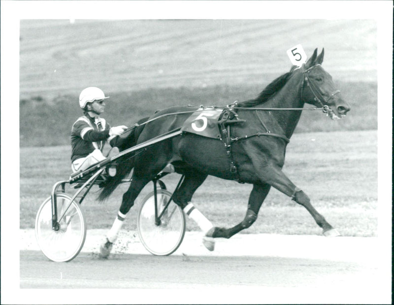 Pony horses Nealy Lobell - Vintage Photograph