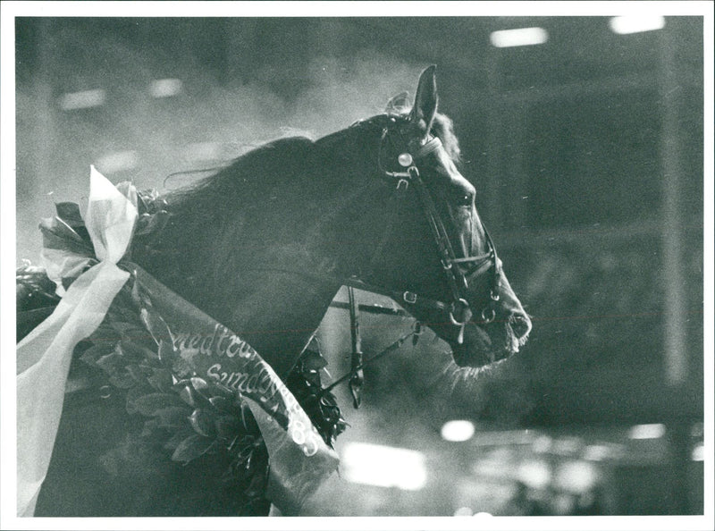 Meadow Road, Equestrianism. - Vintage Photograph