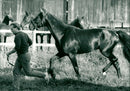 Meadow Road, Equestrianism. - Vintage Photograph