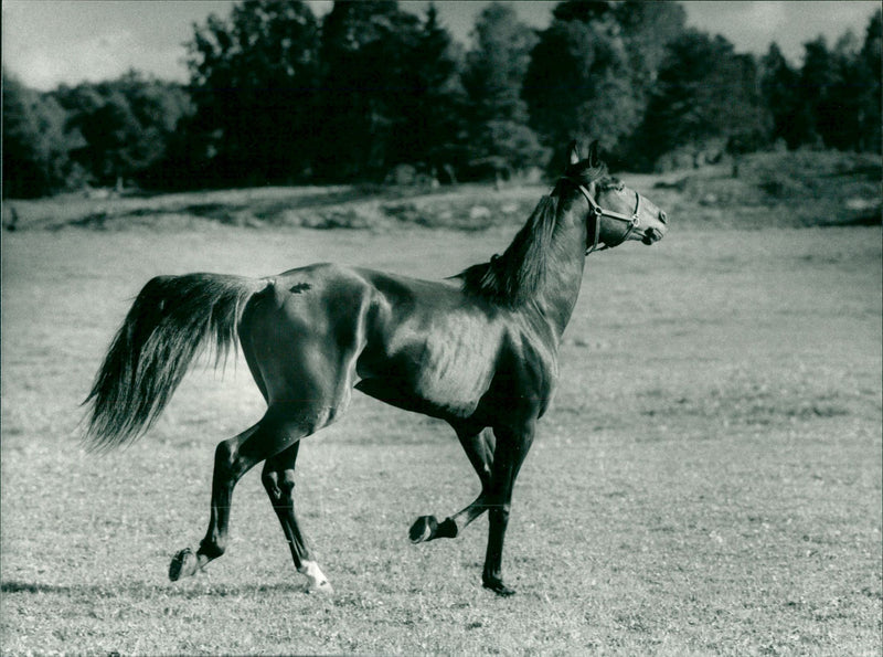 Meadow Road, Equestrianism. - Vintage Photograph