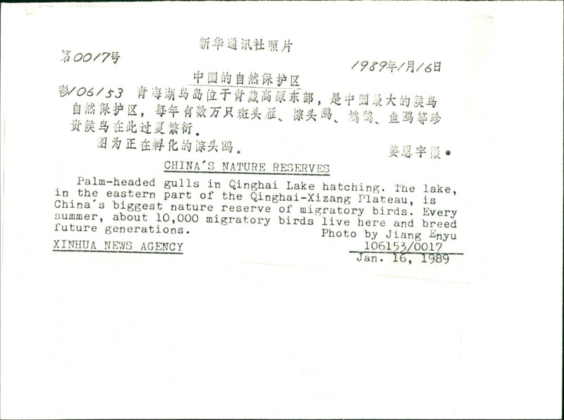 1989 BIRDS RESERVE PLATEAU EVERY GENERATIONS PART NATURE SWEDEN - Vintage Photograph