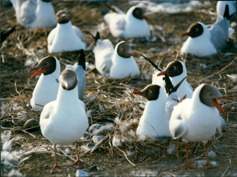 1989 BIRDS RESERVE PLATEAU EVERY GENERATIONS PART NATURE SWEDEN - Vintage Photograph