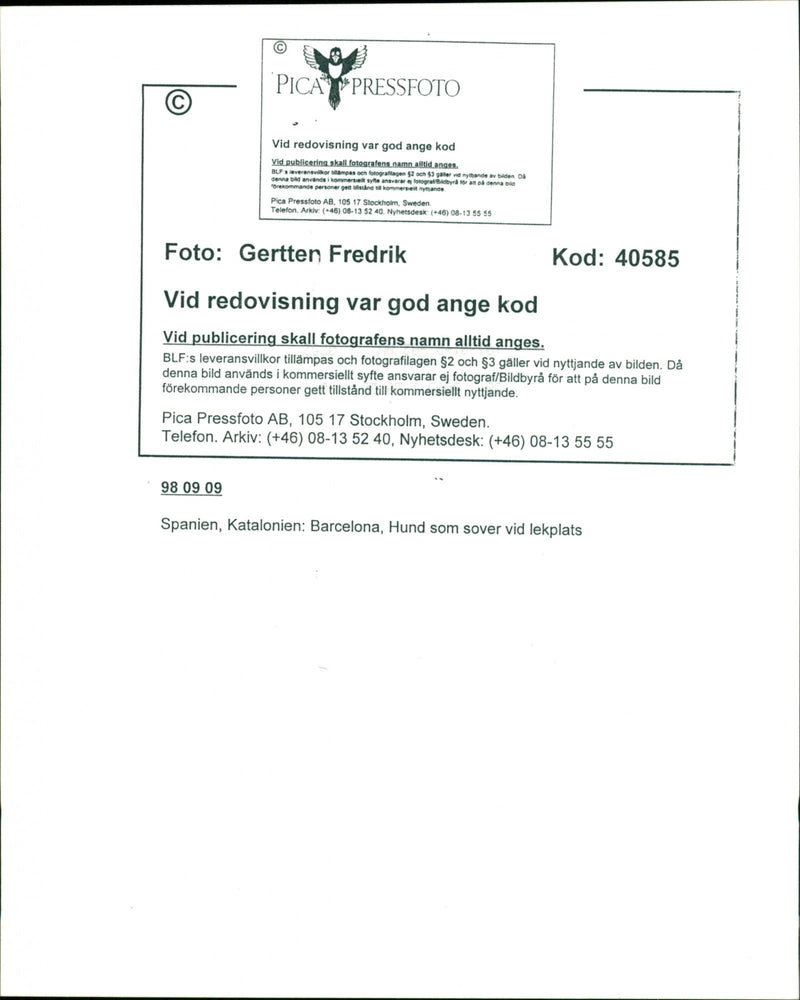 Dogs. - Vintage Photograph